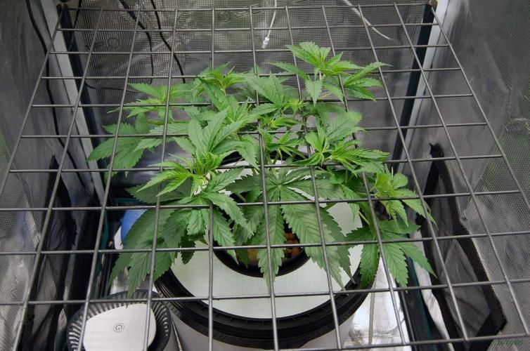 Gorilla Cookies FF 1. Week 3 - 26-7