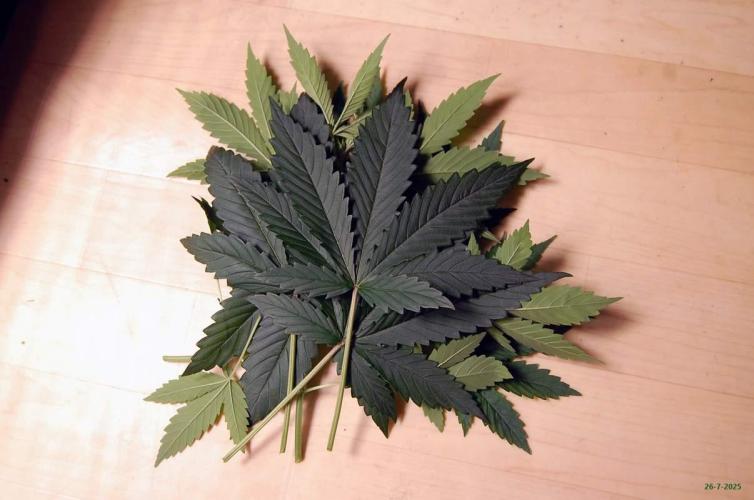 Gorilla Cookies FF 1. Week 3 - 26-7