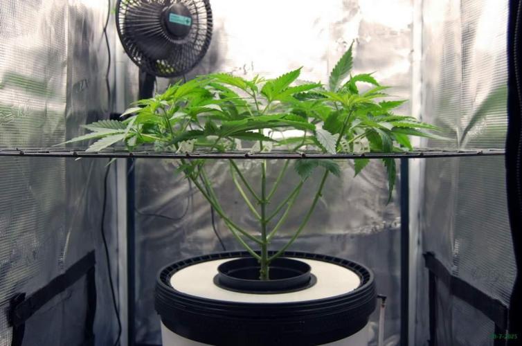 Gorilla Cookies FF 1. Week 4 - 30-7