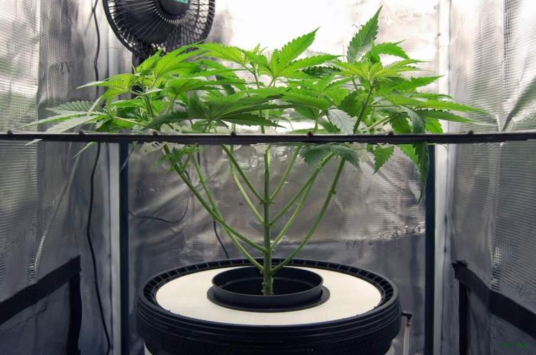 Gorilla Cookies FF 1. Week 4 - 30-7