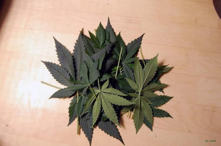 Gorilla Cookies FF 1. Week 4 - 30-7