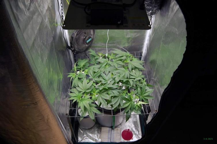 Gorilla Cookies FF 1. Week 4 - 3-8