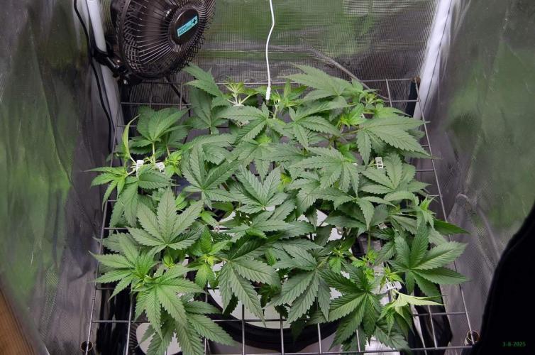 Gorilla Cookies FF 1. Week 4 - 3-8