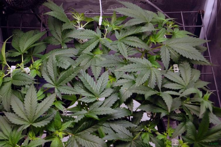 Gorilla Cookies FF 1. Week 4 - 3-8