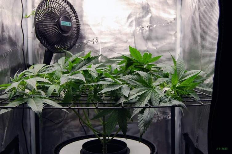 Gorilla Cookies FF 1. Week 4 - 3-8