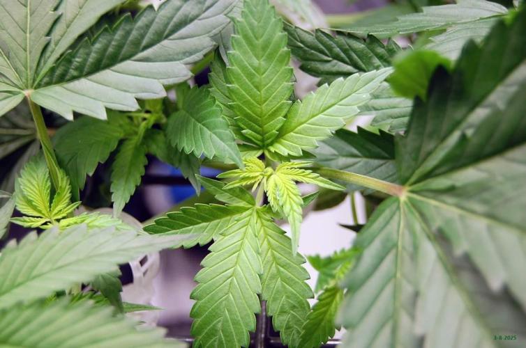 Gorilla Cookies FF 1. Week 4 - 3-8