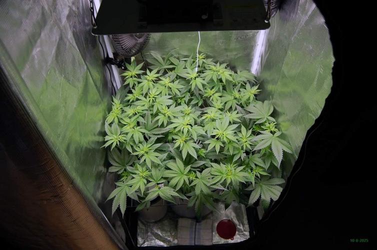 Gorilla Cookies FF 1. Week 5 - 10-8