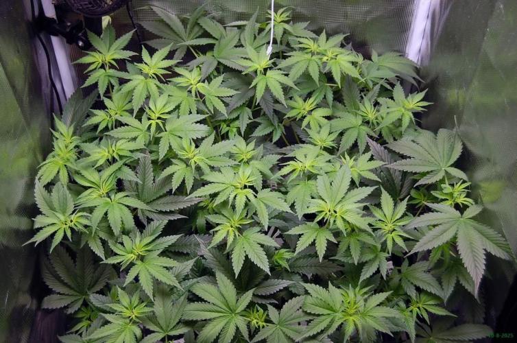 Gorilla Cookies FF 1. Week 5 - 10-8