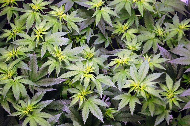 Gorilla Cookies FF 1. Week 5 - 10-8