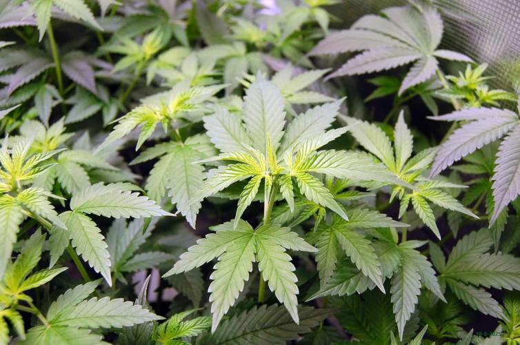 Gorilla Cookies FF 1. Week 5 - 10-8