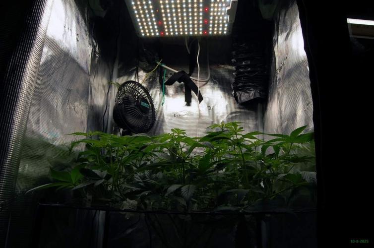 Gorilla Cookies FF 1. Week 5 - 10-8