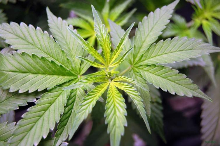 Gorilla Cookies FF 1. Week 5 - 10-8