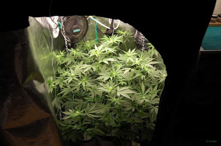 Gorilla Cookies FF 1. Week 6 - 17-8