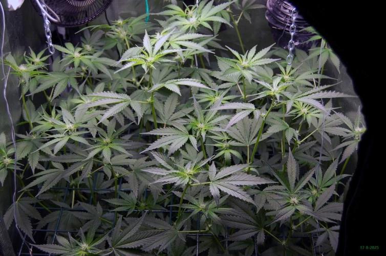 Gorilla Cookies FF 1. Week 6 - 17-8