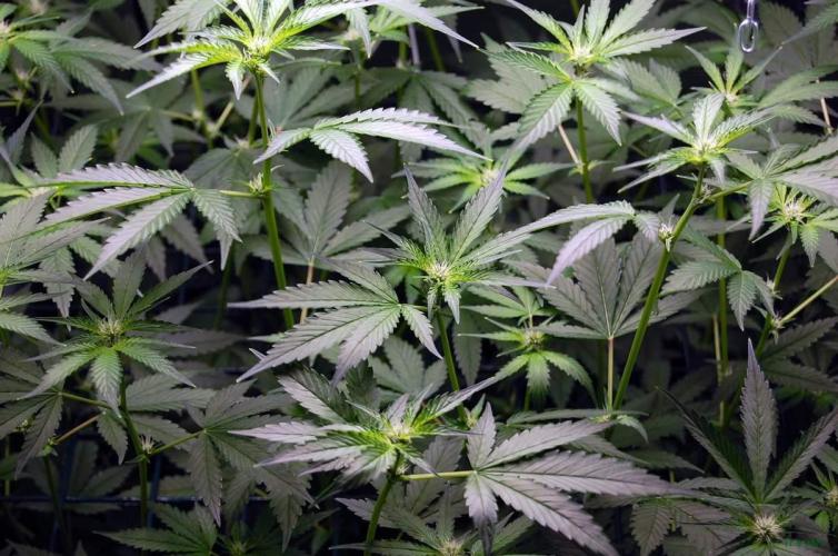 Gorilla Cookies FF 1. Week 6 - 17-8