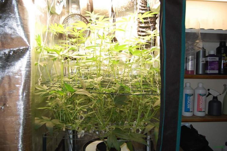 Gorilla Cookies FF 1. Week 6 - 17-8