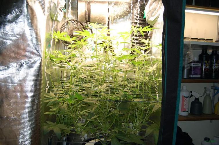 Gorilla Cookies FF 1. Week 6 - 17-8