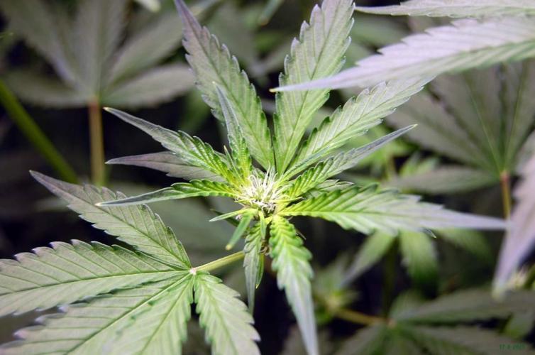 Gorilla Cookies FF 1. Week 6 - 17-8