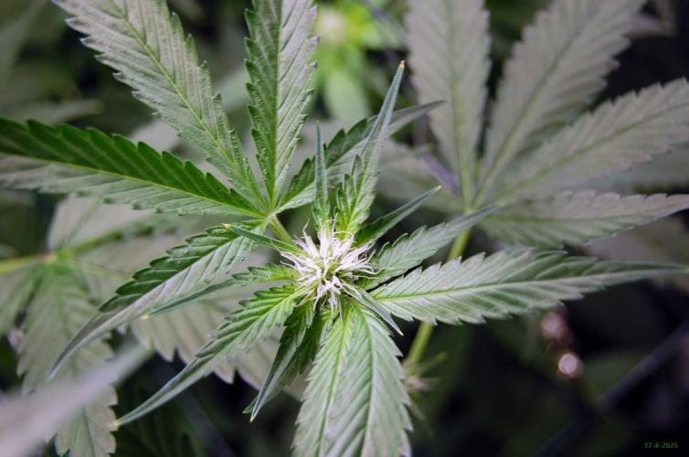 Gorilla Cookies FF 1. Week 6 - 17-8