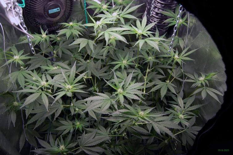 Gorilla Cookies FF 1. Week 7 - 19-8