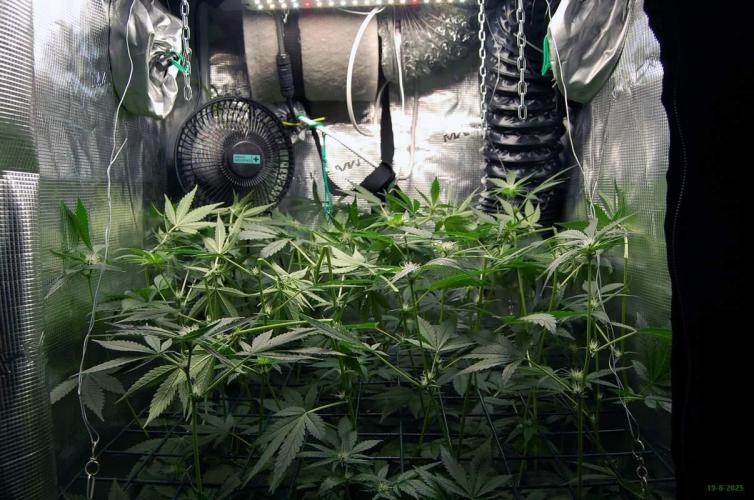 Gorilla Cookies FF 1. Week 7 - 19-8