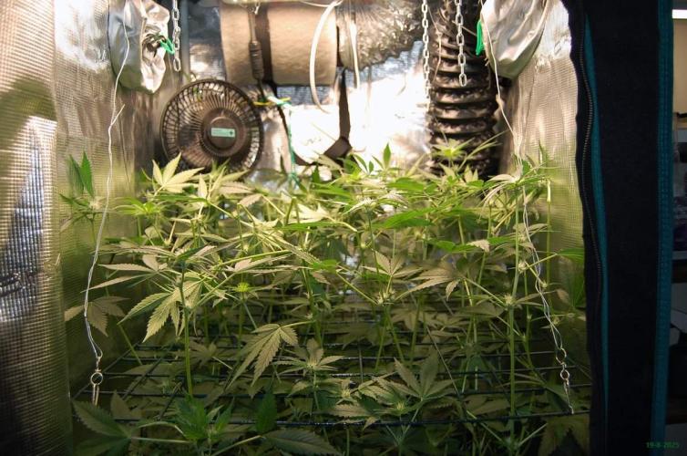 Gorilla Cookies FF 1. Week 7 - 19-8