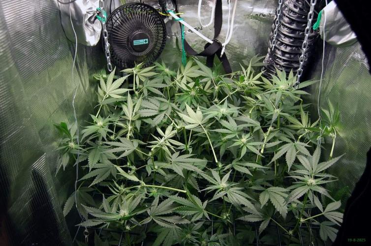 Gorilla Cookies FF 1. Week 7 - 19-8