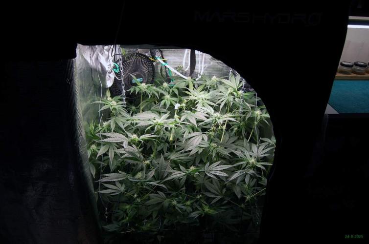 Gorilla Cookies FF 1. Week 7 - 24-8