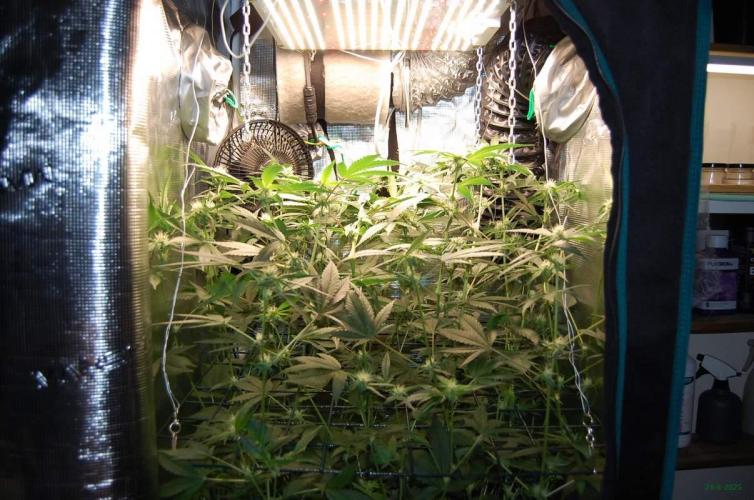 Gorilla Cookies FF 1. Week 7 - 24-8