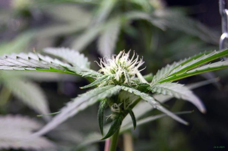 Gorilla Cookies FF 1. Week 7 - 24-8