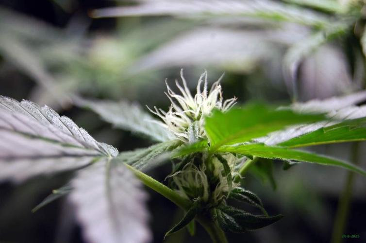 Gorilla Cookies FF 1. Week 7 - 24-8