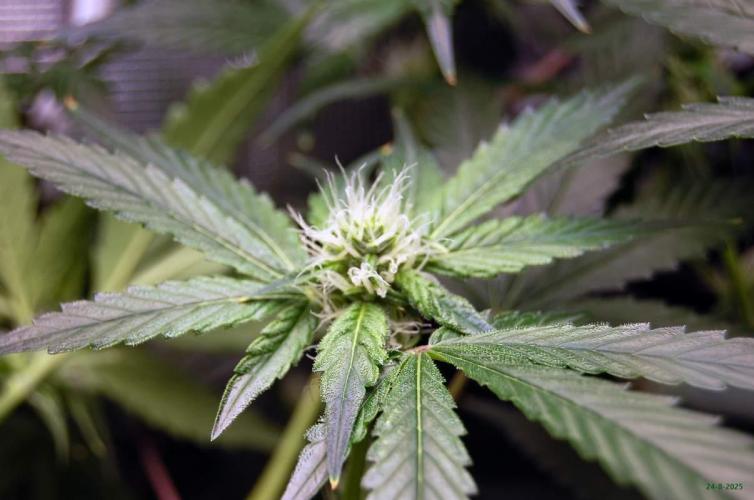 Gorilla Cookies FF 1. Week 7 - 24-8