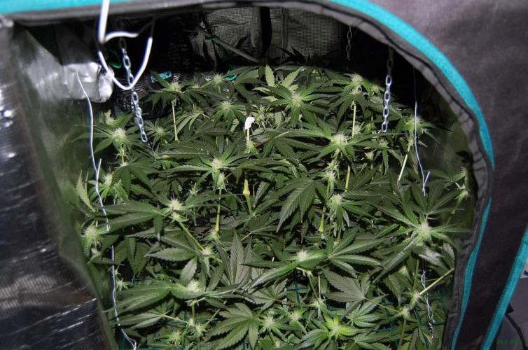 Gorilla Cookies FF 1. Week 7 - 24-8