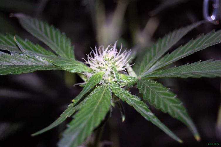 Gorilla Cookies FF 1. Week 7 - 24-8