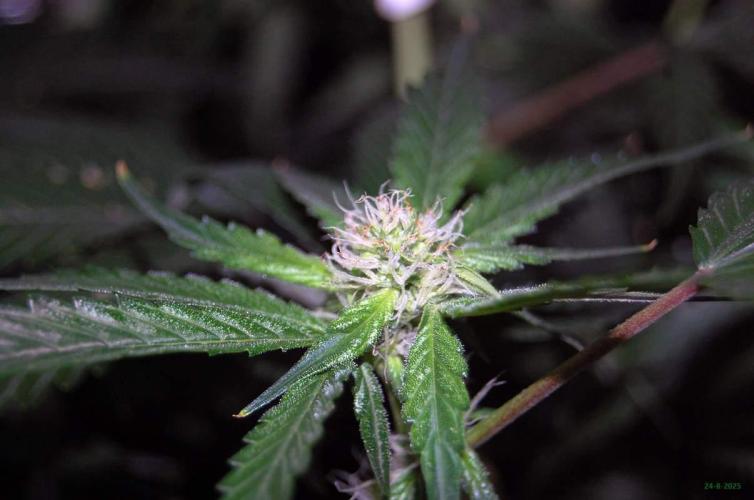 Gorilla Cookies FF 1. Week 7 - 24-8