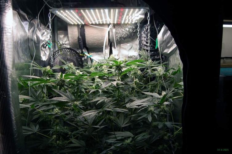 Gorilla Cookies FF 1. Week 8 - 31-8