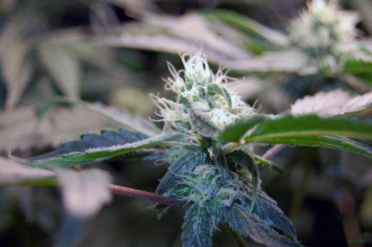 Gorilla Cookies FF 1. Week 8 - 31-8