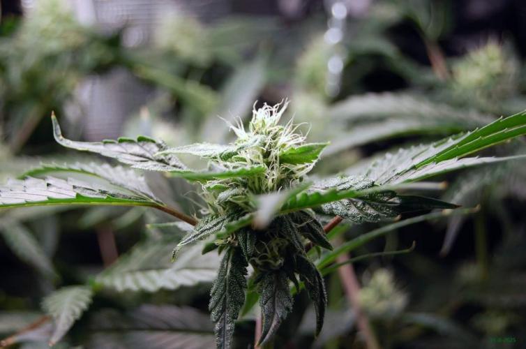 Gorilla Cookies FF 1. Week 8 - 31-8