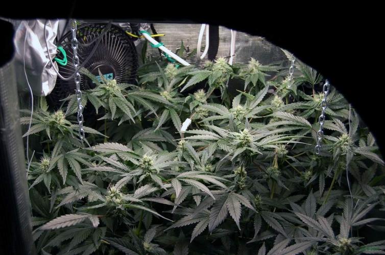 Gorilla Cookies FF 1. Week 8 - 31-8