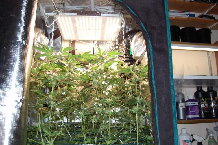 Gorilla Cookies FF 1. Week 8 - 31-8