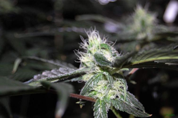 Gorilla Cookies FF 1. Week 8 - 31-8