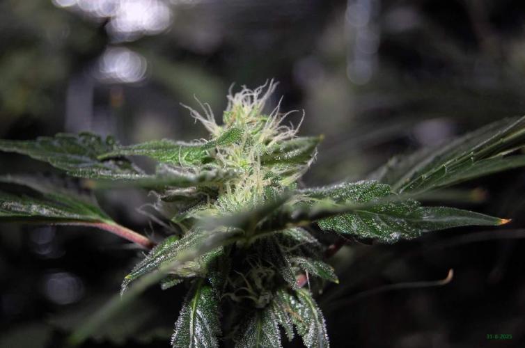 Gorilla Cookies FF 1. Week 8 - 31-8