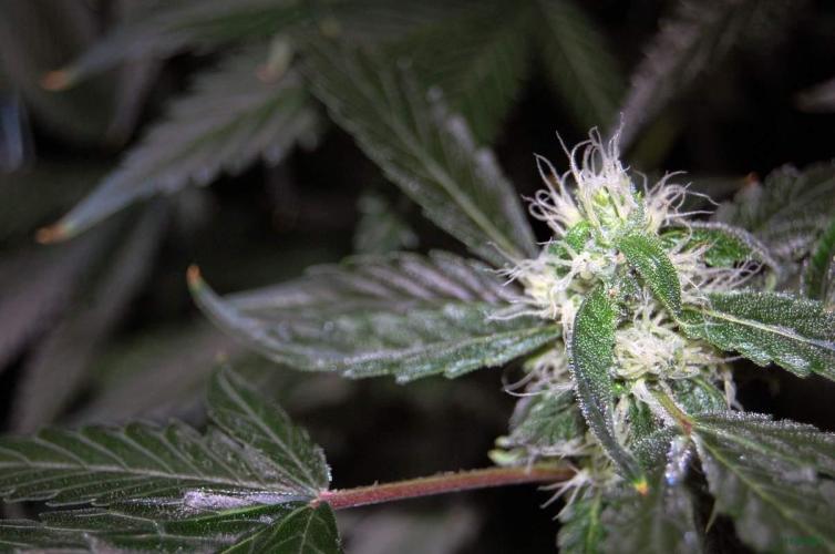 Gorilla Cookies FF 1. Week 8 - 31-8