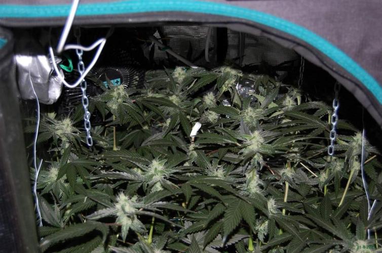 Gorilla Cookies FF 1. Week 8 - 31-8