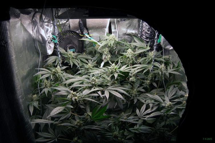 Gorilla Cookies FF 1. Week 9 - 7-9