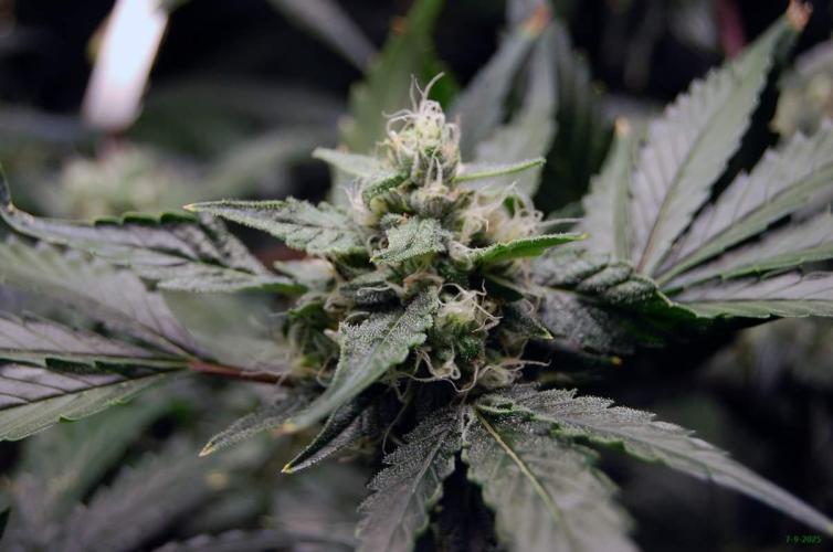 Gorilla Cookies FF 1. Week 9 - 7-9