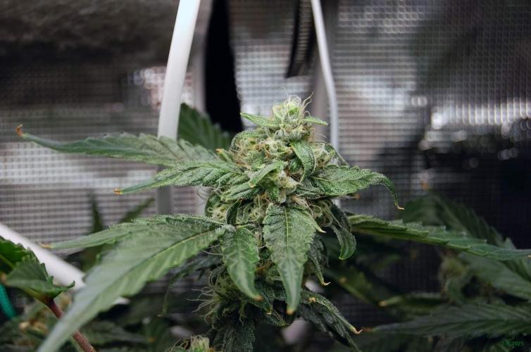 Gorilla Cookies FF 1. Week 9 - 7-9