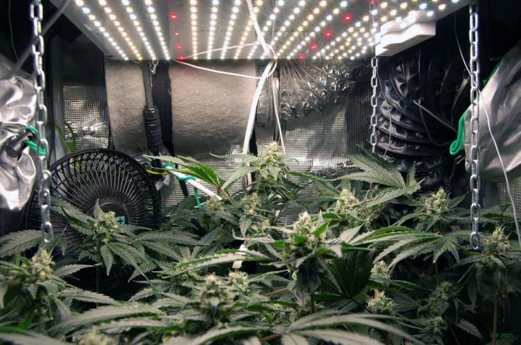 Gorilla Cookies FF 1. Week 9 - 7-9