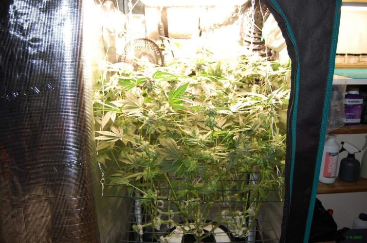 Gorilla Cookies FF 1. Week 9 - 7-9