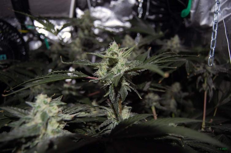 Gorilla Cookies FF 1. Week 9 - 7-9